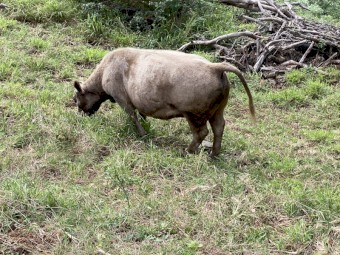 3 Square Meater x heifers