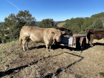 3 Square Meater x heifers
