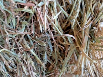 Exceptional quality lucerne, wheaten and oaten hay