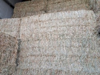 Exceptional quality lucerne, wheaten and oaten hay