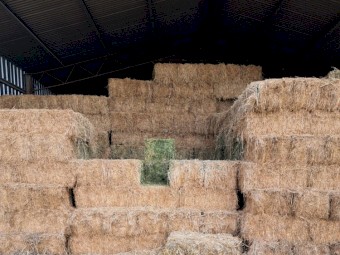 Exceptional quality lucerne, wheaten and oaten hay