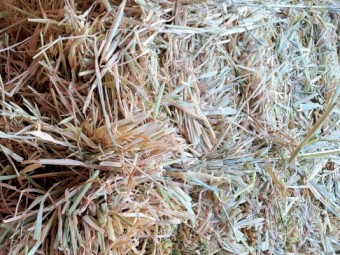 Exceptional quality large bales of lucerne, wheaten and oaten hay