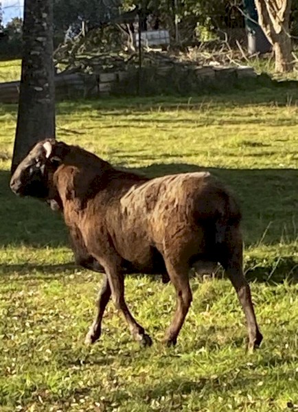 RAM - genuine Perquin Miniature Ram