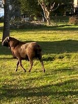 RAM - genuine Perquin Miniature Ram