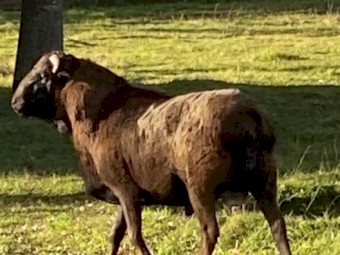 RAM - genuine Perquin Miniature Ram