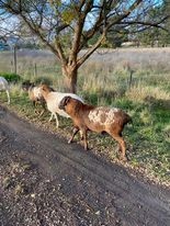 RAM - genuine Perquin Miniature Ram