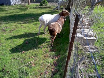 RAM - genuine Perquin Miniature Ram