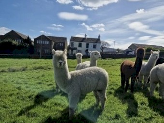 Quality Huacaya Alpaca