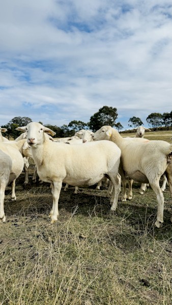 Lamb Rams and station mated Ewes | Farm Tender