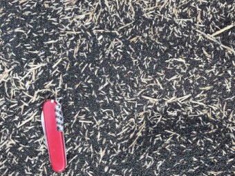 20t canola probably for non-food use