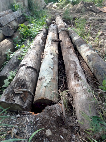 Turpentine log 3m long