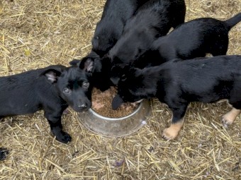 Black Kelpie Pups