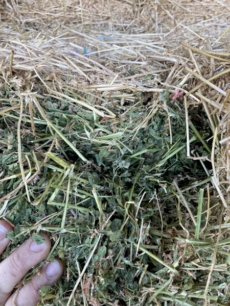 Lucerne Small Squares 