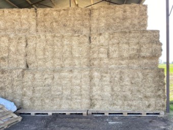 Lucerne Small Squares 