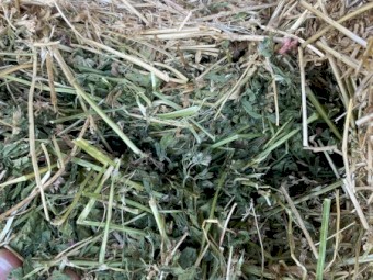 Lucerne Small Squares 