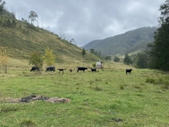 WANTED Agistment Gloucester NSW