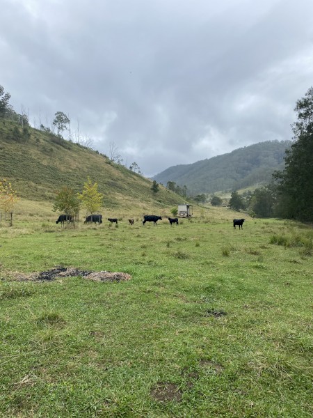 WANTED Cattle Agistment