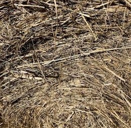 24 bale load Fine stem  Bluegrass Hay 4x4 Bales