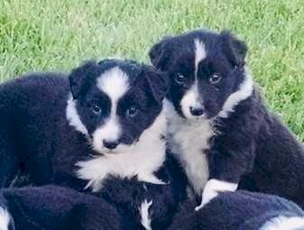 border collie Puppies