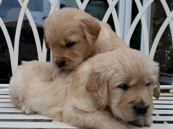 Golden retriever puppies