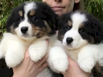 loving and trained australian shepherd puppies