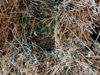 200mt Wheaten or Lucerne Hay 8x4x3 Bales