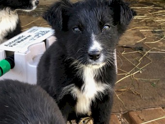Border Collie Puppy for Sale - Male