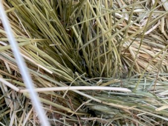 Rye grass hay squares 8X4X3 shedded