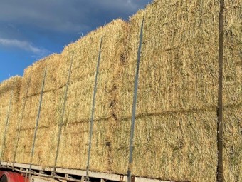 Rye grass hay squares 8X4X3 shedded