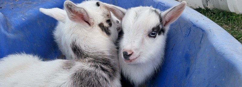 Nigerian Dwarf 50% kids