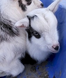 Nigerian Dwarf 50% kids