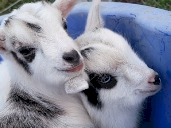 Nigerian Dwarf 50% kids