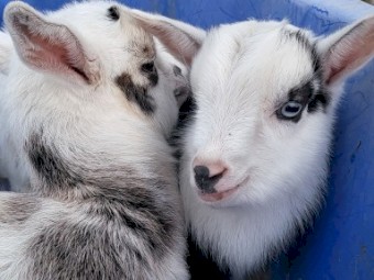 Nigerian Dwarf 50% kids