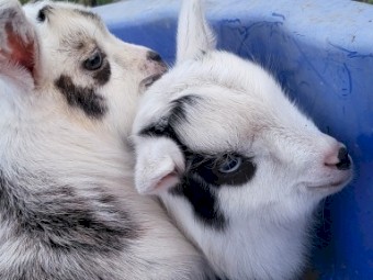 Nigerian Dwarf 50% kids