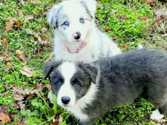 Amazing Border Collie Puppies