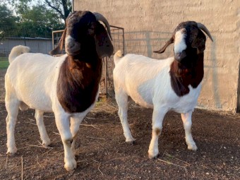 Healthy Boer Goats