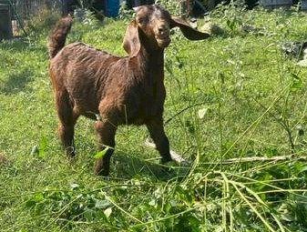 Boer goats for sale