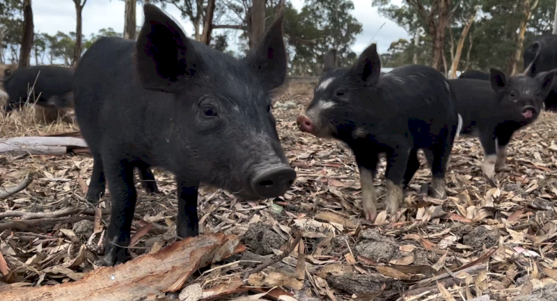 Rare breed piglets for sale