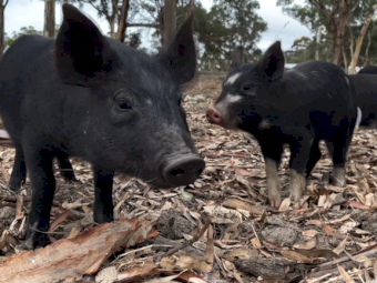 Rare breed piglets for sale