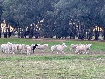 47 Australian White Ewes 