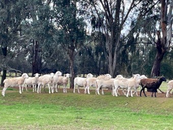 47 Australian White Ewes 