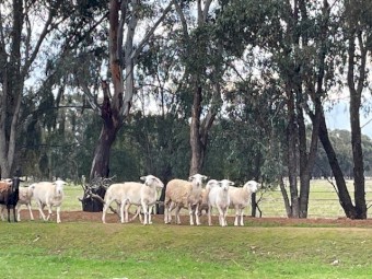 47 Australian White Ewes 