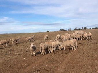 200mt Vetch Hay 600kg 8x4x3 Bales