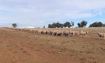 200mt Vetch Hay 600kg 8x4x3 Bales