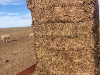 200mt Vetch Hay 600kg 8x4x3 Bales