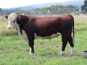 Stud Poll Hereford Bull