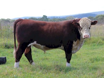 Stud Poll Hereford Bull