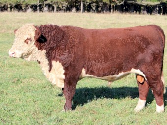 Stud Poll Hereford Bull