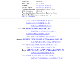 Stud Poll Hereford Bull