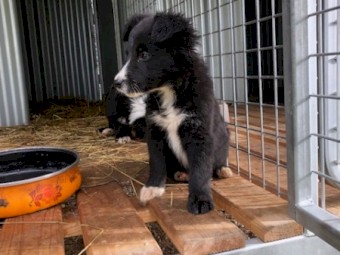 Border Collie Puppy for Sale - Male